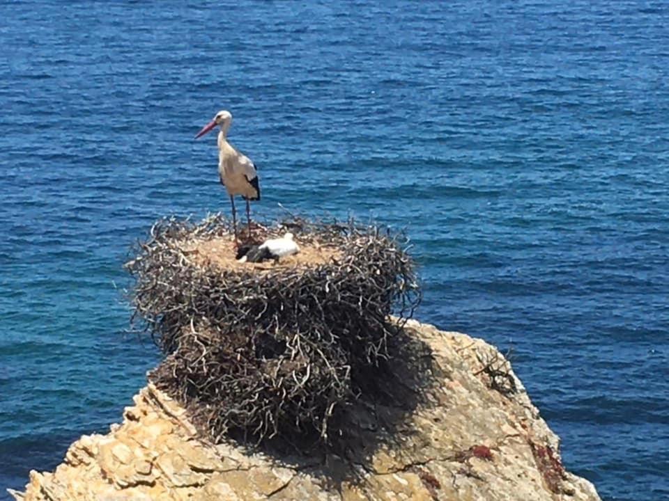 Hotel Alojamento Sudoeste Zambujeira do Mar Zewnętrze zdjęcie
