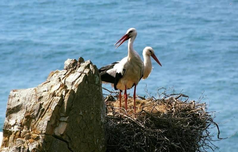Hotel Alojamento Sudoeste Zambujeira do Mar Zewnętrze zdjęcie